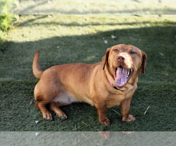 Medium Photo #1 Beagle-Unknown Mix Puppy For Sale in Evansville, IN, USA