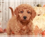 Small Photo #4 Goldendoodle-Poodle (Miniature) Mix Puppy For Sale in MOUNT VERNON, OH, USA