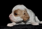 Small Photo #5 Cavapoo Puppy For Sale in PHOENIX, AZ, USA