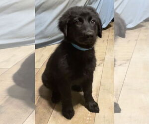 Mutt Dogs for adoption in Royal Palm Beach, FL, USA