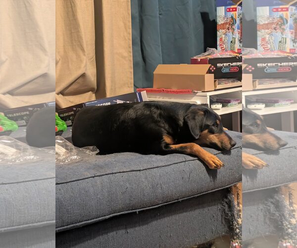 Medium Photo #8 Dachshund-Doberman Pinscher Mix Puppy For Sale in Sebec, ME, USA