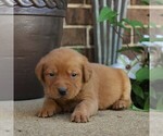 Small Photo #5 Labrador Retriever Puppy For Sale in BIRD IN HAND, PA, USA