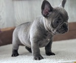 Small #9 French Bulldog