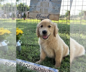 Golden Retriever Puppy for sale in KRESS, TX, USA