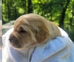Small #12 Golden Retriever