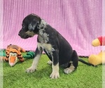 Small #12 Catahoula Leopard Dog