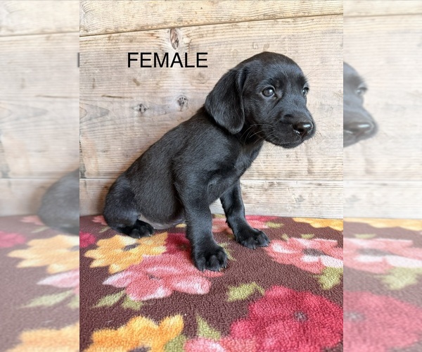 Medium Photo #25 Labrador Retriever Puppy For Sale in VERMONTVILLE, MI, USA