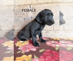 Small #24 Labrador Retriever
