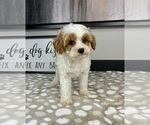 Image preview for Ad Listing. Nickname: Casper