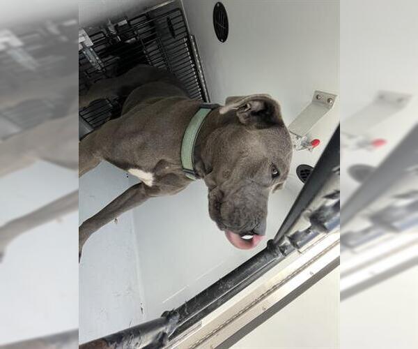 Medium Photo #1 Staffordshire Bull Terrier Puppy For Sale in Houston, TX, USA