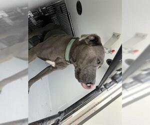 Staffordshire Bull Terrier Dogs for adoption in Houston, TX, USA