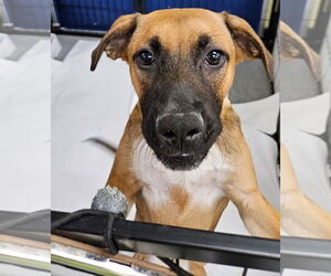 Quan - Male Mutt Dog for Adoption - Photo #2