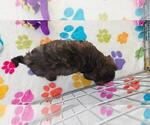Alex - Male Cavapoo (Miniature)-Poodle (Toy) Mix Puppy for Sale - Photo #3