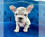 Small Photo #6 French Bulldog Puppy For Sale in JERSEY CITY, NJ, USA