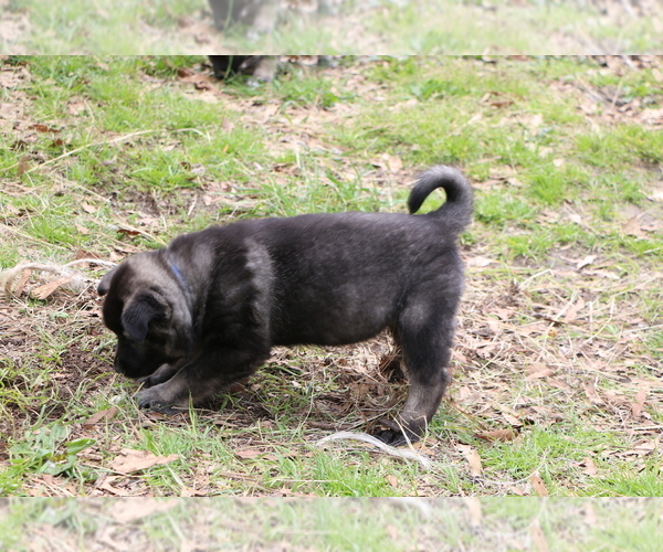 Medium Photo #5 Norwegian Elkhound Puppy For Sale in PAGELAND, SC, USA
