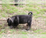 Small #4 Norwegian Elkhound
