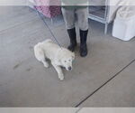 Small Great Pyrenees Mix