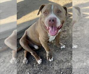 American Pit Bull Terrier Dogs for adoption in Conroe, TX, USA