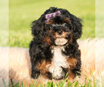 Small Photo #27 Poodle (Miniature) Puppy For Sale in WARSAW, IN, USA