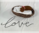 Small Photo #17 Goldendoodle Puppy For Sale in ABILENE, TX, USA