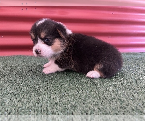 Medium Photo #14 Pembroke Welsh Corgi Puppy For Sale in CERES, CA, USA