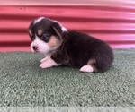 Small #13 Pembroke Welsh Corgi