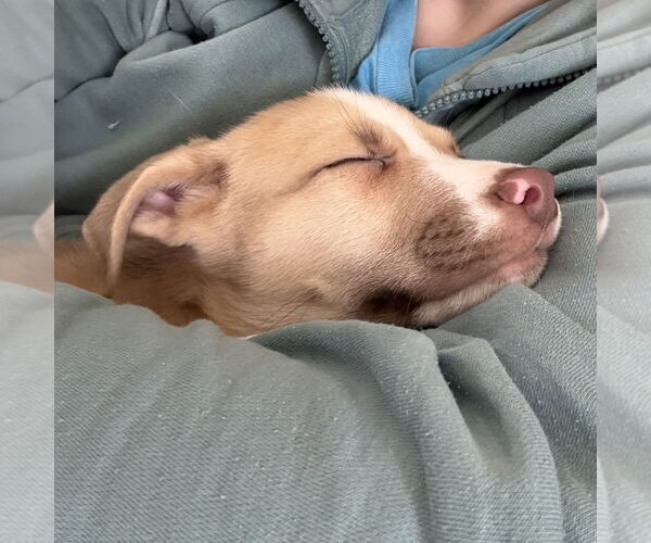 Medium Photo #5 Siberian Husky-Unknown Mix Puppy For Sale in Fargo, ND, USA