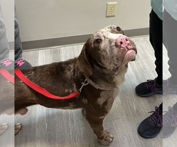Medium Photo #6 Catahoula Leopard Dog-Unknown Mix Puppy For Sale in Rural Hall, NC, USA