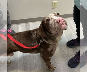 Jasper - Male Catahoula Leopard Dog-Unknown Mix Dog for Adoption - Photo #6