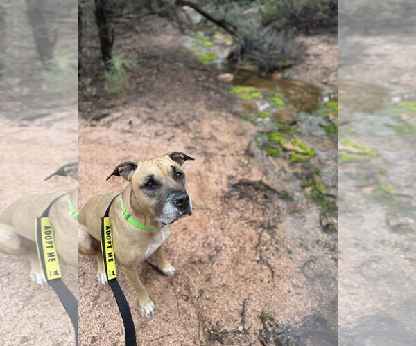 Medium Photo #4 Boxer-Unknown Mix Puppy For Sale in Chandler, AZ, USA