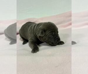Cane Corso Puppy for sale in CAMBY, IN, USA