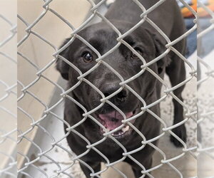 Labrador Retriever-Unknown Mix Dogs for adoption in Anchorage, AK, USA