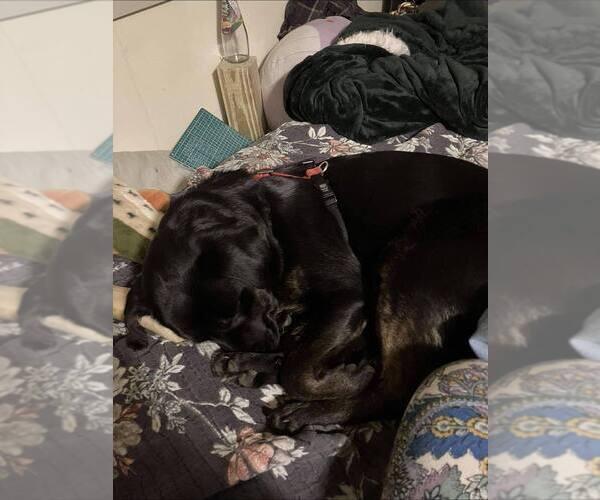 Medium Photo #4 Mutt Puppy For Sale in Candler, NC, USA