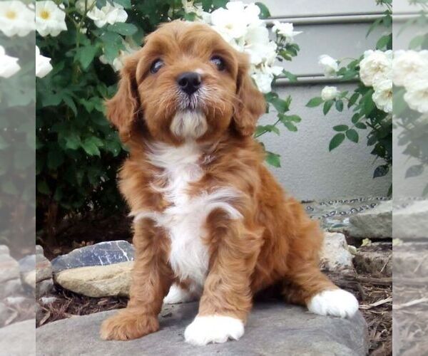 Medium Photo #2 Cavapoo (Miniature) Puppy For Sale in GORDONVILLE, PA, USA