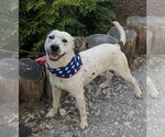 Small #1 Mountain Cur-Pointer Mix