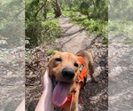 Small #1 Chinese Shar-Pei Mix