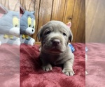 Small #2 Labrador Retriever