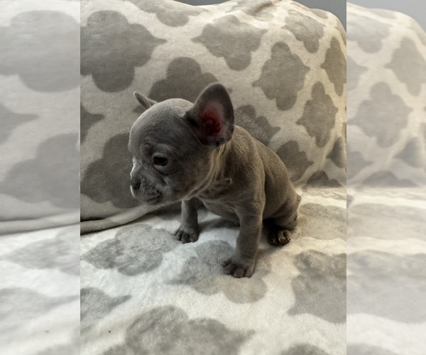 Medium Photo #23 French Bulldog Puppy For Sale in MIDDLEBURY, IN, USA