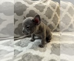 Small #22 French Bulldog