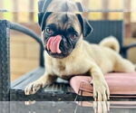 Small #6 Pug