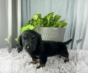Dachshund Puppy for sale in GREENWOOD, IN, USA