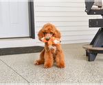 Small #8 Poodle (Miniature)