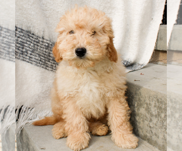 Medium Photo #1 Goldendoodle-Poodle (Miniature) Mix Puppy For Sale in STRASBURG, PA, USA
