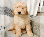 Small Photo #1 Goldendoodle-Poodle (Miniature) Mix Puppy For Sale in STRASBURG, PA, USA