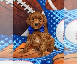 Miniature Labradoodle Puppy for sale in NOTTINGHAM, PA, USA