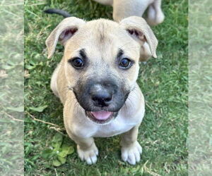 Boxer-Unknown Mix Dogs for adoption in Greenville, SC, USA