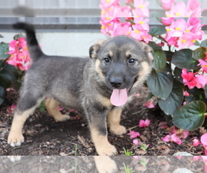 Norwegian Elkhound-Unknown Mix Puppy for sale in SHILOH, OH, USA