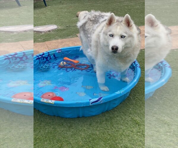 Medium Photo #3 Huskies -Unknown Mix Puppy For Sale in Newport Beach, CA, USA