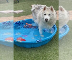 Jay *Courtesy Post TC* - Male Siberian Husky Dog for Adoption - Photo #3