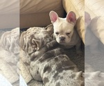 Small #9 French Bulldog